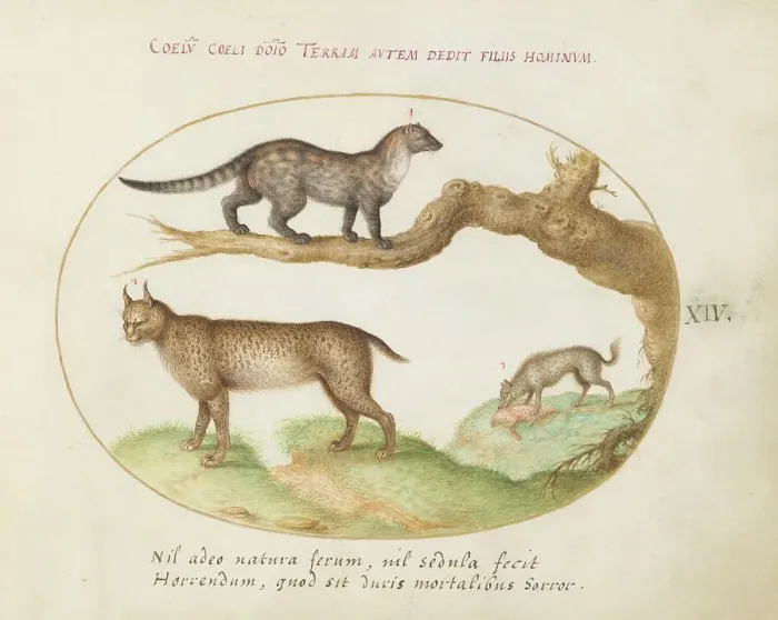 Framed Print : Animalia Qvadrvpedia et Reptilia (Terra): Plate XIV, c. 1575 / 1580. Creator: Joris Hoefnagel Framed Print : Animalia Qvadrvpedia et Reptilia (Terra): Plate XIV, c. 1575 / 1580. Creator: Joris Hoefnagel