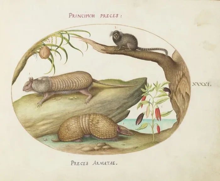 Framed Print : Animalia Qvadrvpedia et Reptilia (Terra): Plate XLI, c. 1575 / 1580. Creator: Joris Hoefnagel Framed Print : Animalia Qvadrvpedia et Reptilia (Terra): Plate XLI, c. 1575 / 1580. Creator: Joris Hoefnagel