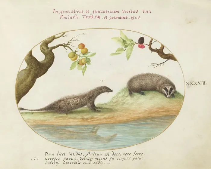 Framed Print : Animalia Qvadrvpedia et Reptilia (Terra): Plate XLIII, c. 1575 / 1580. Creator: Joris Hoefnagel Framed Print : Animalia Qvadrvpedia et Reptilia (Terra): Plate XLIII, c. 1575 / 1580. Creator: Joris Hoefnagel