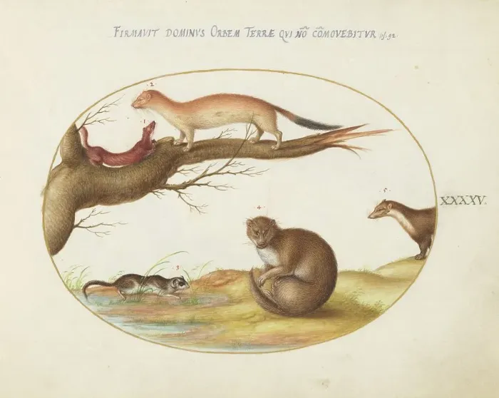 Framed Print : Animalia Qvadrvpedia et Reptilia (Terra): Plate XLV, c. 1575 / 1580. Creator: Joris Hoefnagel Framed Print : Animalia Qvadrvpedia et Reptilia (Terra): Plate XLV, c. 1575 / 1580. Creator: Joris Hoefnagel