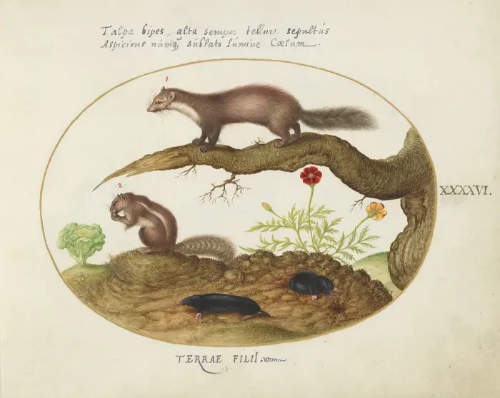 Framed Print : Animalia Qvadrvpedia et Reptilia (Terra): Plate XLVI, c. 1575 / 1580. Creator: Joris Hoefnagel Framed Print : Animalia Qvadrvpedia et Reptilia (Terra): Plate XLVI, c. 1575 / 1580. Creator: Joris Hoefnagel