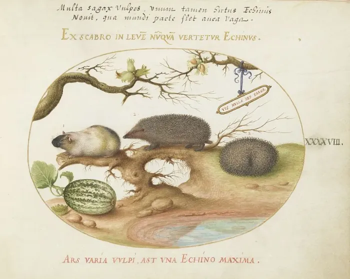 Framed Print : Animalia Qvadrvpedia et Reptilia (Terra): Plate XLVIII, c. 1575 / 1580. Creator: Joris Hoefnagel Framed Print : Animalia Qvadrvpedia et Reptilia (Terra): Plate XLVIII, c. 1575 / 1580. Creator: Joris Hoefnagel