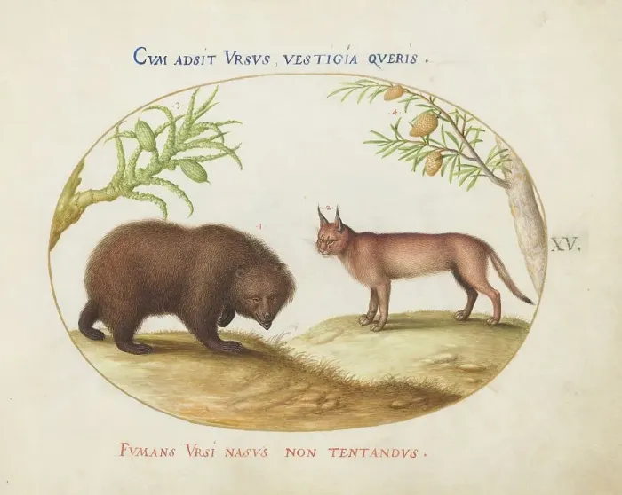 Framed Print : Animalia Qvadrvpedia et Reptilia (Terra): Plate XV, c. 1575 / 1580. Creator: Joris Hoefnagel Framed Print : Animalia Qvadrvpedia et Reptilia (Terra): Plate XV, c. 1575 / 1580. Creator: Joris Hoefnagel