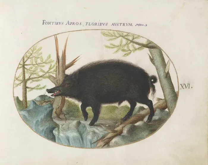 Framed Print : Animalia Qvadrvpedia et Reptilia (Terra): Plate XVI, c. 1575 / 1580. Creator: Joris Hoefnagel Framed Print : Animalia Qvadrvpedia et Reptilia (Terra): Plate XVI, c. 1575 / 1580. Creator: Joris Hoefnagel