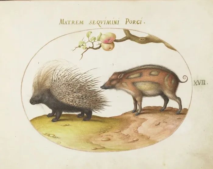 Framed Print : Animalia Qvadrvpedia et Reptilia (Terra): Plate XVII, c. 1575 / 1580. Creator: Joris Hoefnagel Framed Print : Animalia Qvadrvpedia et Reptilia (Terra): Plate XVII, c. 1575 / 1580. Creator: Joris Hoefnagel