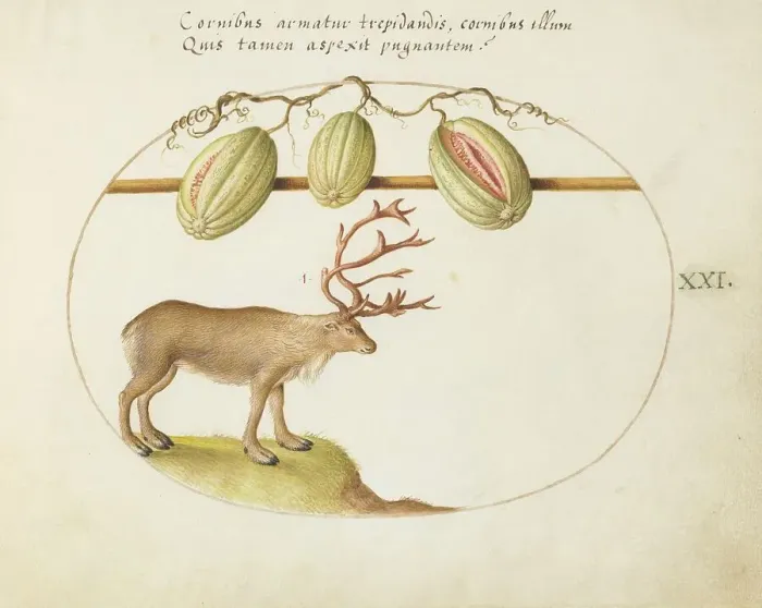 Framed Print : Animalia Qvadrvpedia et Reptilia (Terra): Plate XXI, c. 1575 / 1580. Creator: Joris Hoefnagel Framed Print : Animalia Qvadrvpedia et Reptilia (Terra): Plate XXI, c. 1575 / 1580. Creator: Joris Hoefnagel