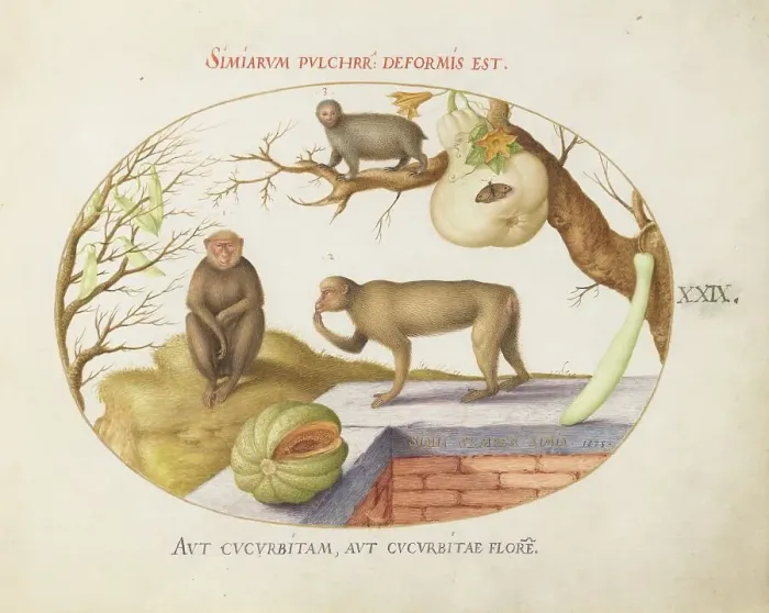 Framed Print : Animalia Qvadrvpedia et Reptilia (Terra): Plate XXIX, c. 1575 / 1580. Creator: Joris Hoefnagel Framed Print : Animalia Qvadrvpedia et Reptilia (Terra): Plate XXIX, c. 1575 / 1580. Creator: Joris Hoefnagel