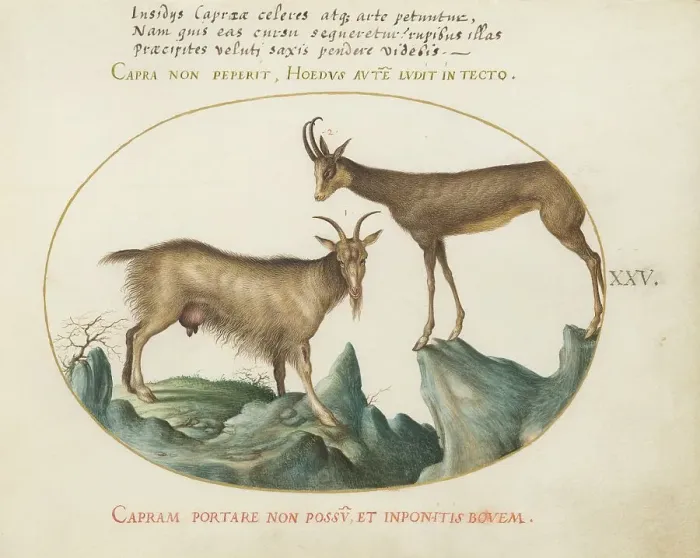 Framed Print : Animalia Qvadrvpedia et Reptilia (Terra): Plate XXV, c. 1575 / 1580. Creator: Joris Hoefnagel Framed Print : Animalia Qvadrvpedia et Reptilia (Terra): Plate XXV, c. 1575 / 1580. Creator: Joris Hoefnagel