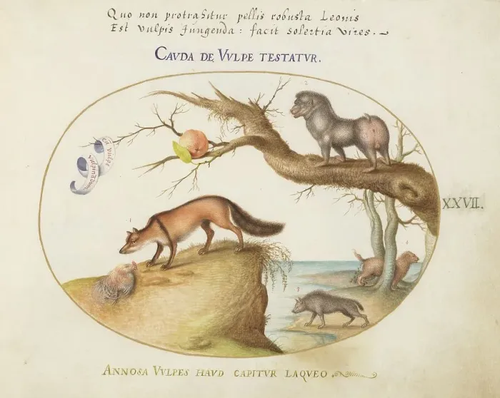 Framed Print : Animalia Qvadrvpedia et Reptilia (Terra): Plate XXVII, c. 1575 / 1580. Creator: Joris Hoefnagel Framed Print : Animalia Qvadrvpedia et Reptilia (Terra): Plate XXVII, c. 1575 / 1580. Creator: Joris Hoefnagel