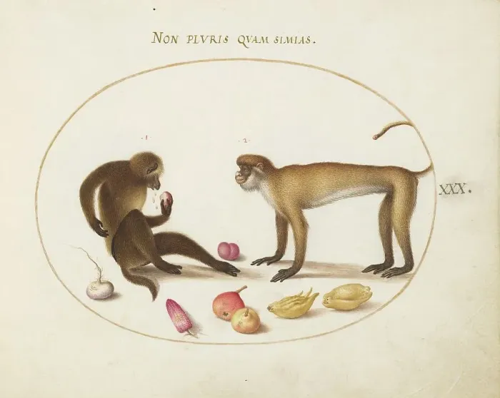 Framed Print : Animalia Qvadrvpedia et Reptilia (Terra): Plate XXX, c. 1575 / 1580. Creator: Joris Hoefnagel Framed Print : Animalia Qvadrvpedia et Reptilia (Terra): Plate XXX, c. 1575 / 1580. Creator: Joris Hoefnagel