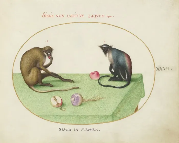 Framed Print : Animalia Qvadrvpedia et Reptilia (Terra): Plate XXXII, c. 1575 / 1580. Creator: Joris Hoefnagel Framed Print : Animalia Qvadrvpedia et Reptilia (Terra): Plate XXXII, c. 1575 / 1580. Creator: Joris Hoefnagel