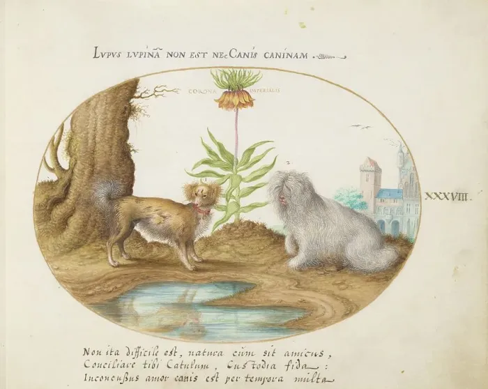 Framed Print : Animalia Qvadrvpedia et Reptilia (Terra): Plate XXXVIII, c. 1575 / 1580. Creator: Joris Hoefnagel Framed Print : Animalia Qvadrvpedia et Reptilia (Terra): Plate XXXVIII, c. 1575 / 1580. Creator: Joris Hoefnagel