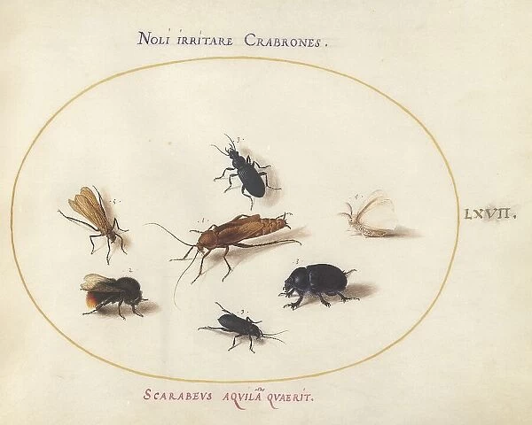 Animalia Rationalia et Insecta (Ignis): Plate LXVII, c. 1575 / 1580. Creator: Joris Hoefnagel
