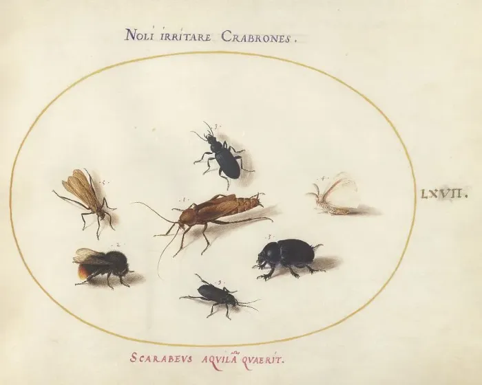 Framed Print : Animalia Rationalia et Insecta (Ignis): Plate LXVII, c. 1575 / 1580. Creator: Joris Hoefnagel Framed Print : Animalia Rationalia et Insecta (Ignis): Plate LXVII, c. 1575 / 1580. Creator: Joris Hoefnagel