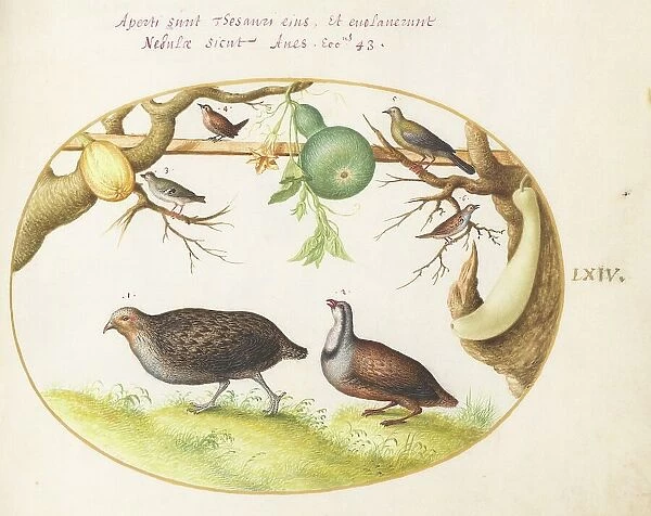 Animalia Volatilia et Amphibia (Aier): Plate LXIV, c. 1575 / 1580. Creator: Joris Hoefnagel