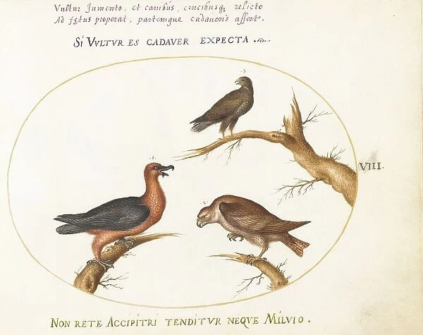 Animalia Volatilia et Amphibia (Aier): Plate VIII, c. 1575 / 1580. Creator: Joris Hoefnagel