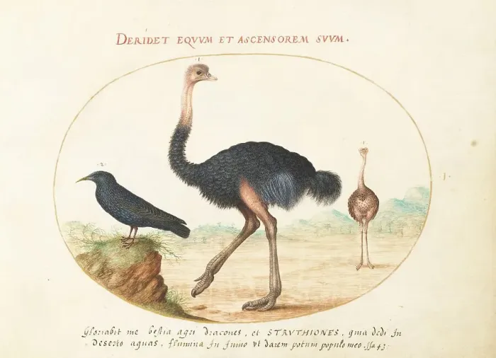 Framed Print : Animalia Volatilia et Amphibia (Aier): Plate I, c. 1575 / 1580. Creator: Joris Hoefnagel Framed Print : Animalia Volatilia et Amphibia (Aier): Plate I, c. 1575 / 1580. Creator: Joris Hoefnagel