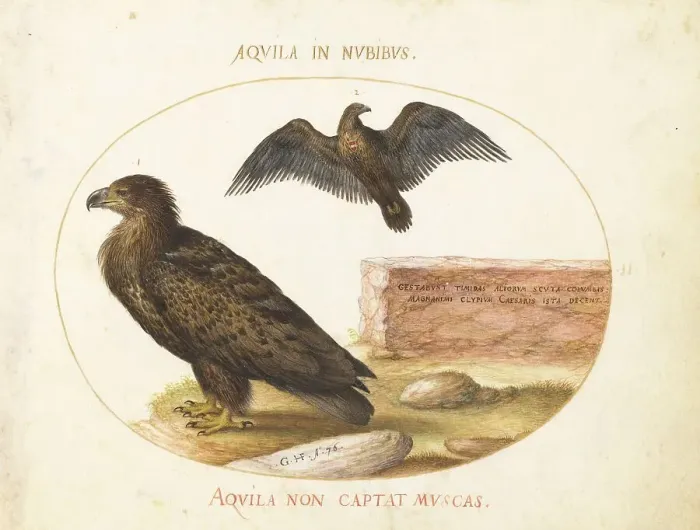 Framed Print : Animalia Volatilia et Amphibia (Aier): Plate II, c. 1575 / 1580. Creator: Joris Hoefnagel Framed Print : Animalia Volatilia et Amphibia (Aier): Plate II, c. 1575 / 1580. Creator: Joris Hoefnagel
