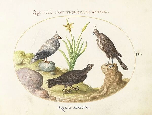 Animalia Volatilia et Amphibia (Aier): Plate IV, c. 1575 / 1580. Creator: Joris Hoefnagel