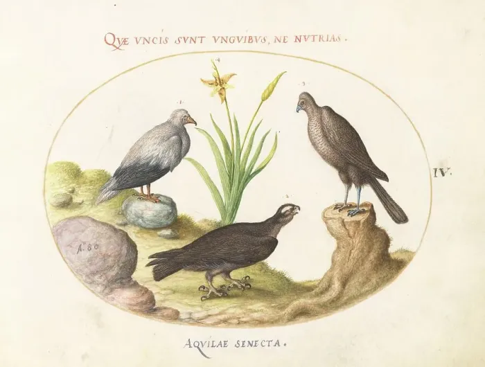 Framed Print : Animalia Volatilia et Amphibia (Aier): Plate IV, c. 1575 / 1580. Creator: Joris Hoefnagel Framed Print : Animalia Volatilia et Amphibia (Aier): Plate IV, c. 1575 / 1580. Creator: Joris Hoefnagel