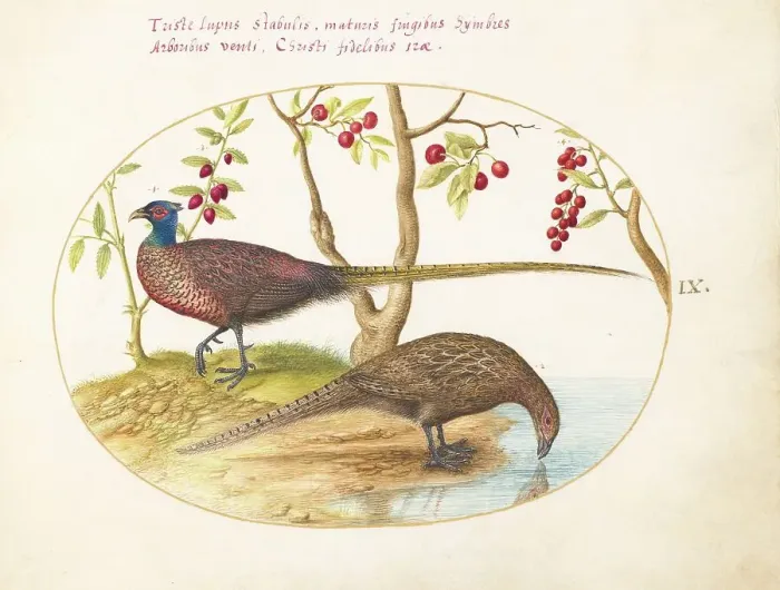 Framed Print : Animalia Volatilia et Amphibia (Aier): Plate IX, c. 1575 / 1580. Creator: Joris Hoefnagel Framed Print : Animalia Volatilia et Amphibia (Aier): Plate IX, c. 1575 / 1580. Creator: Joris Hoefnagel