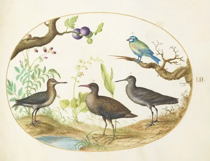 Framed Print : Animalia Volatilia et Amphibia (Aier): Plate LII, c. 1575 / 1580. Creator: Joris Hoefnagel Framed Print : Animalia Volatilia et Amphibia (Aier): Plate LII, c. 1575 / 1580. Creator: Joris Hoefnagel