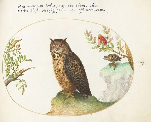 Animalia Volatilia et Amphibia (Aier): Plate LIV, c. 1575 / 1580. Creator: Joris Hoefnagel