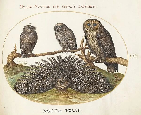 Animalia Volatilia et Amphibia (Aier): Plate LV, c. 1575 / 1580. Creator: Joris Hoefnagel