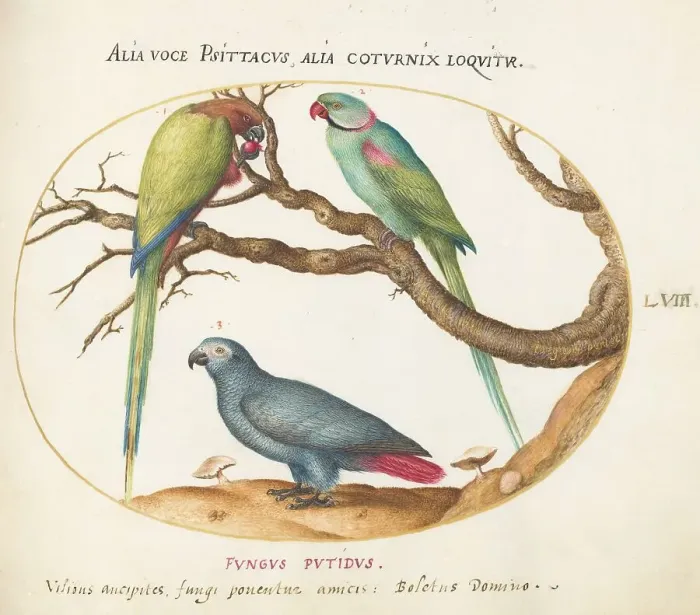 Framed Print : Animalia Volatilia et Amphibia (Aier): Plate LVIII, c. 1575 / 1580. Creator: Joris Hoefnagel Framed Print : Animalia Volatilia et Amphibia (Aier): Plate LVIII, c. 1575 / 1580. Creator: Joris Hoefnagel