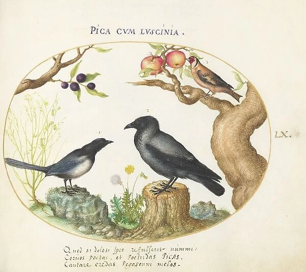 Animalia Volatilia et Amphibia (Aier): Plate LX, c. 1575 / 1580. Creator: Joris Hoefnagel