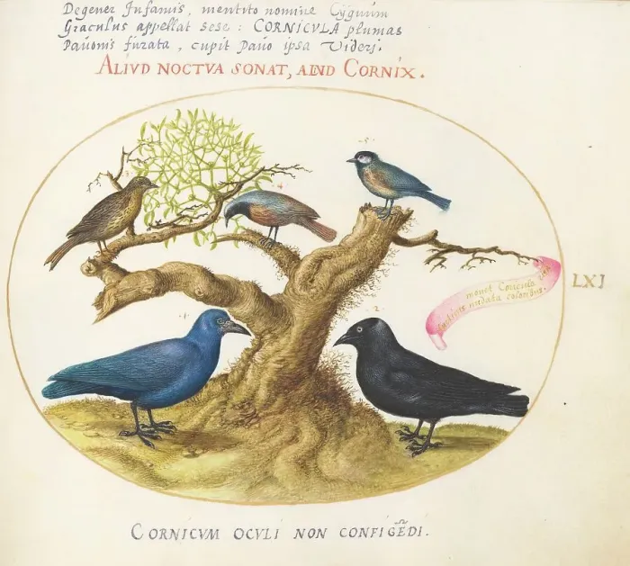 Framed Print : Animalia Volatilia et Amphibia (Aier): Plate LXI, c. 1575 / 1580. Creator: Joris Hoefnagel Framed Print : Animalia Volatilia et Amphibia (Aier): Plate LXI, c. 1575 / 1580. Creator: Joris Hoefnagel