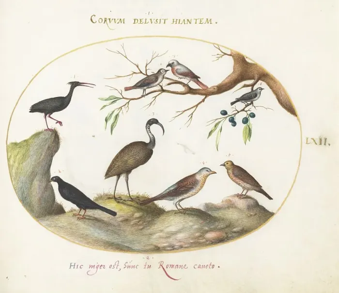 Framed Print : Animalia Volatilia et Amphibia (Aier): Plate LXII, c. 1575 / 1580. Creator: Joris Hoefnagel Framed Print : Animalia Volatilia et Amphibia (Aier): Plate LXII, c. 1575 / 1580. Creator: Joris Hoefnagel