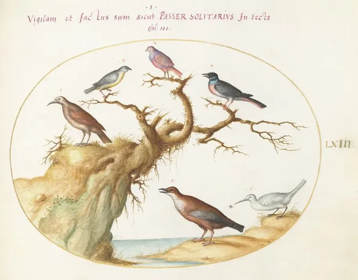 Framed Print : Animalia Volatilia et Amphibia (Aier): Plate LXIII, c. 1575 / 1580. Creator: Joris Hoefnagel Framed Print : Animalia Volatilia et Amphibia (Aier): Plate LXIII, c. 1575 / 1580. Creator: Joris Hoefnagel