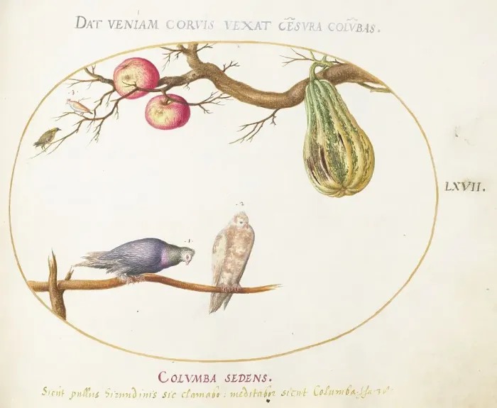 Framed Print : Animalia Volatilia et Amphibia (Aier): Plate LXVII, c. 1575 / 1580. Creator: Joris Hoefnagel Framed Print : Animalia Volatilia et Amphibia (Aier): Plate LXVII, c. 1575 / 1580. Creator: Joris Hoefnagel
