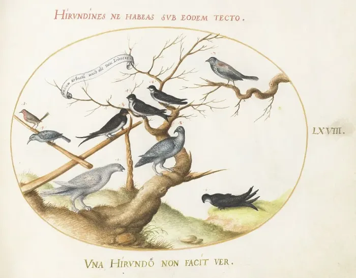 Framed Print : Animalia Volatilia et Amphibia (Aier): Plate LXVIII, c. 1575 / 1580. Creator: Joris Hoefnagel Framed Print : Animalia Volatilia et Amphibia (Aier): Plate LXVIII, c. 1575 / 1580. Creator: Joris Hoefnagel