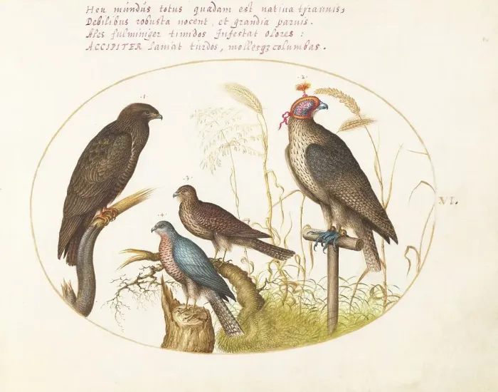 Framed Print : Animalia Volatilia et Amphibia (Aier): Plate VI, c. 1575 / 1580. Creator: Joris Hoefnagel