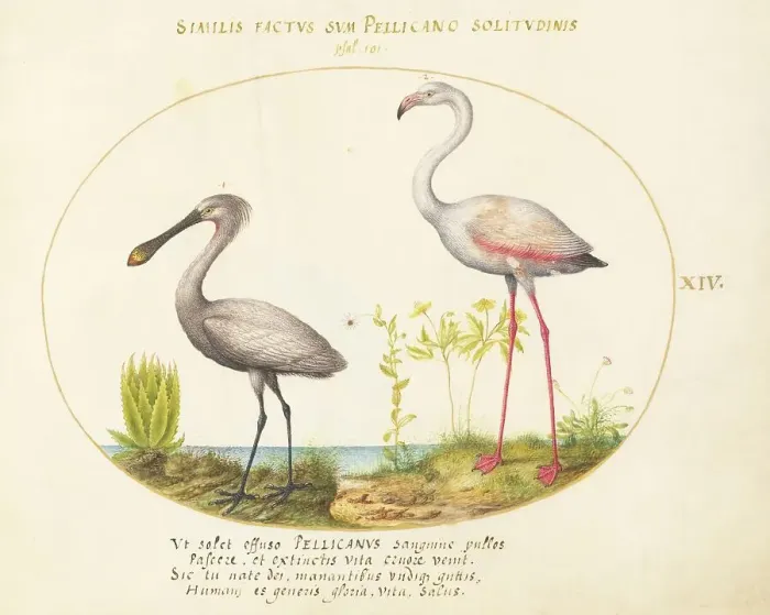 Framed Print : Animalia Volatilia et Amphibia (Aier): Plate XIV, c. 1575 / 1580. Creator: Joris Hoefnagel