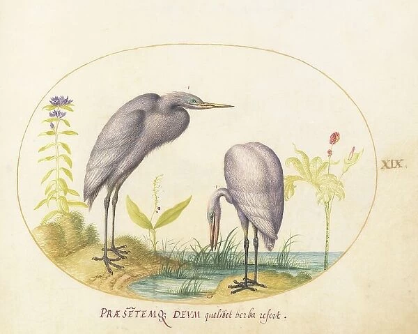 Animalia Volatilia et Amphibia (Aier): Plate XIX, c. 1575 / 1580. Creator: Joris Hoefnagel