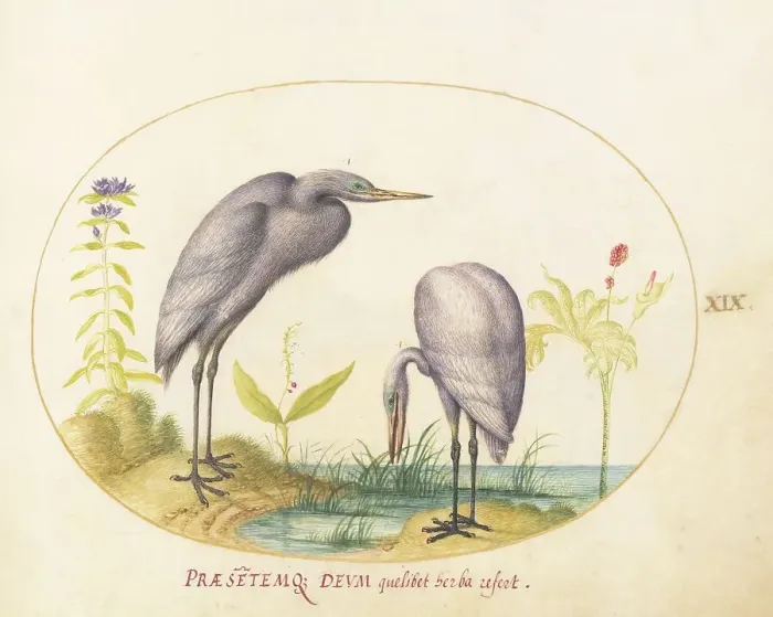 Framed Print : Animalia Volatilia et Amphibia (Aier): Plate XIX, c. 1575 / 1580. Creator: Joris Hoefnagel