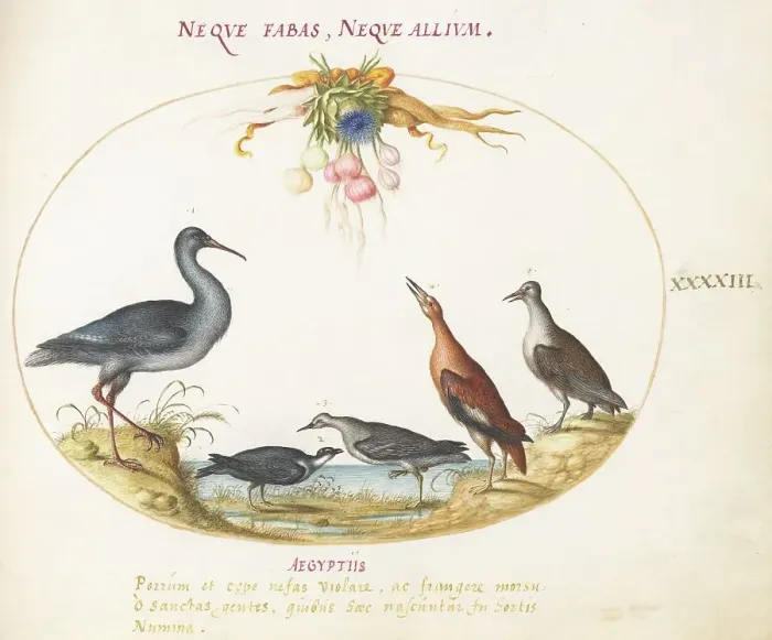 Framed Print : Animalia Volatilia et Amphibia (Aier): Plate XLIII, c. 1575 / 1580. Creator: Joris Hoefnagel Framed Print : Animalia Volatilia et Amphibia (Aier): Plate XLIII, c. 1575 / 1580. Creator: Joris Hoefnagel