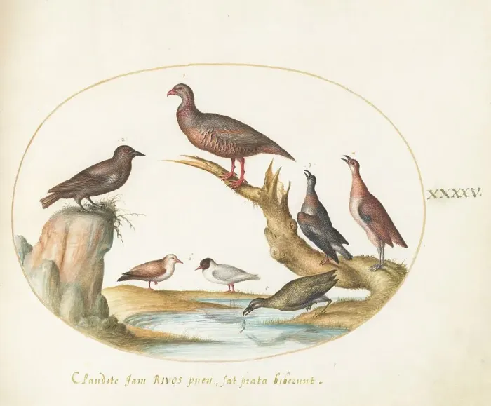 Framed Print : Animalia Volatilia et Amphibia (Aier): Plate XLV, c. 1575 / 1580. Creator: Joris Hoefnagel Framed Print : Animalia Volatilia et Amphibia (Aier): Plate XLV, c. 1575 / 1580. Creator: Joris Hoefnagel