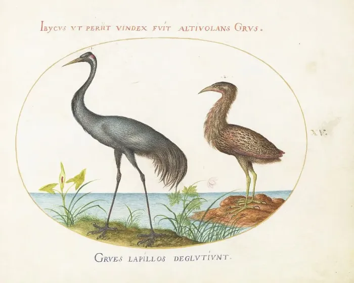 Framed Print : Animalia Volatilia et Amphibia (Aier): Plate XV, c. 1575 / 1580. Creator: Joris Hoefnagel Framed Print : Animalia Volatilia et Amphibia (Aier): Plate XV, c. 1575 / 1580. Creator: Joris Hoefnagel
