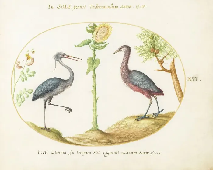Framed Print : Animalia Volatilia et Amphibia (Aier): Plate XVI, c. 1575 / 1580. Creator: Joris Hoefnagel Framed Print : Animalia Volatilia et Amphibia (Aier): Plate XVI, c. 1575 / 1580. Creator: Joris Hoefnagel