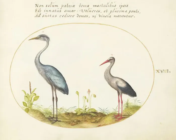 Framed Print : Animalia Volatilia et Amphibia (Aier): Plate XVIII, c. 1575 / 1580. Creator: Joris Hoefnagel Framed Print : Animalia Volatilia et Amphibia (Aier): Plate XVIII, c. 1575 / 1580. Creator: Joris Hoefnagel