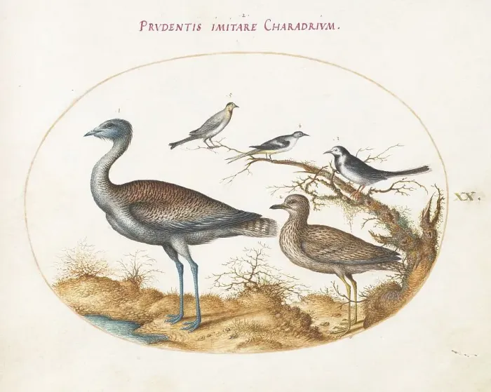 Framed Print : Animalia Volatilia et Amphibia (Aier): Plate XX, c. 1575 / 1580. Creator: Joris Hoefnagel Framed Print : Animalia Volatilia et Amphibia (Aier): Plate XX, c. 1575 / 1580. Creator: Joris Hoefnagel