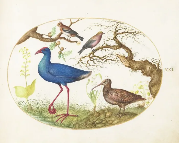 Framed Print : Animalia Volatilia et Amphibia (Aier): Plate XXI, c. 1575 / 1580. Creator: Joris Hoefnagel Framed Print : Animalia Volatilia et Amphibia (Aier): Plate XXI, c. 1575 / 1580. Creator: Joris Hoefnagel