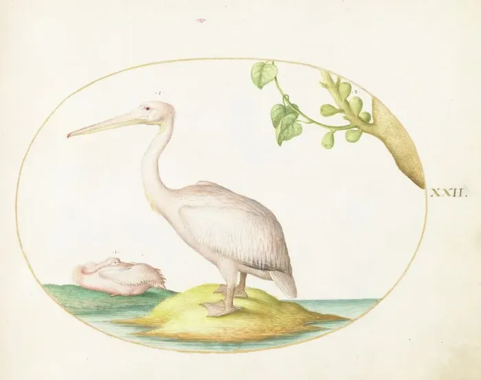 Framed Print : Animalia Volatilia et Amphibia (Aier): Plate XXII, c. 1575 / 1580. Creator: Joris Hoefnagel Framed Print : Animalia Volatilia et Amphibia (Aier): Plate XXII, c. 1575 / 1580. Creator: Joris Hoefnagel