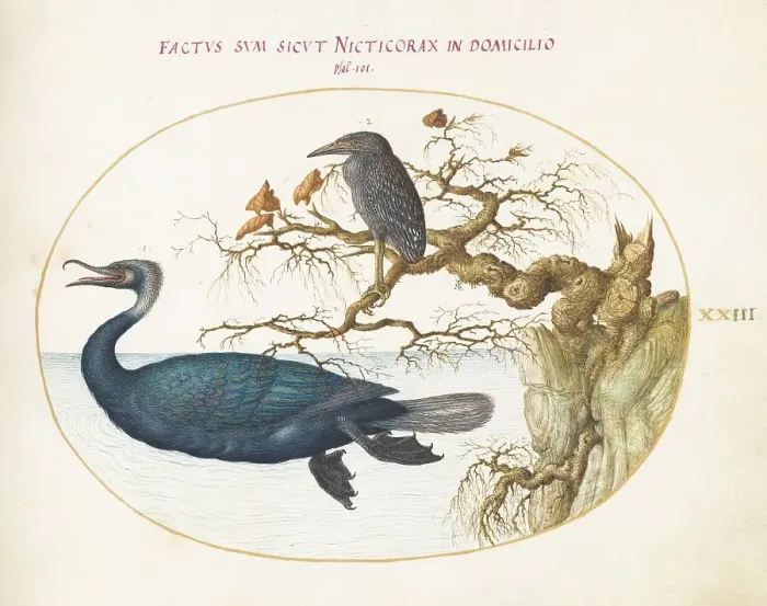 Framed Print : Animalia Volatilia et Amphibia (Aier): Plate XXIII, c. 1575 / 1580. Creator: Joris Hoefnagel Framed Print : Animalia Volatilia et Amphibia (Aier): Plate XXIII, c. 1575 / 1580. Creator: Joris Hoefnagel