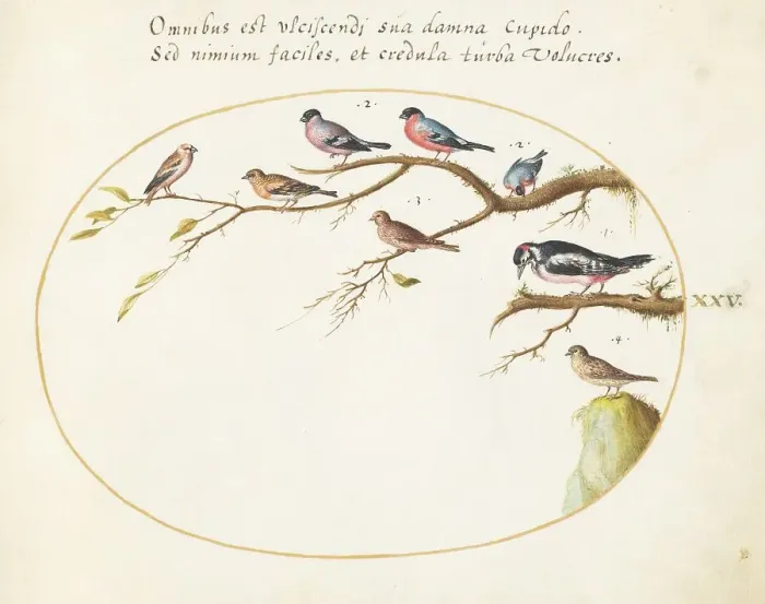 Framed Print : Animalia Volatilia et Amphibia (Aier): Plate XXV, c. 1575 / 1580. Creator: Joris Hoefnagel Framed Print : Animalia Volatilia et Amphibia (Aier): Plate XXV, c. 1575 / 1580. Creator: Joris Hoefnagel