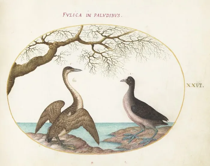 Framed Print : Animalia Volatilia et Amphibia (Aier): Plate XXVI, c. 1575 / 1580. Creator: Joris Hoefnagel Framed Print : Animalia Volatilia et Amphibia (Aier): Plate XXVI, c. 1575 / 1580. Creator: Joris Hoefnagel